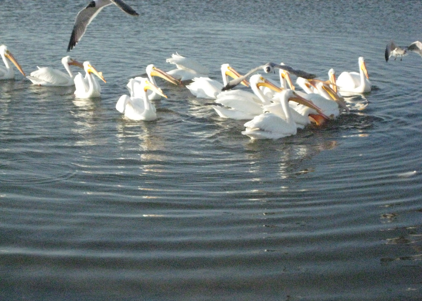 Birds!